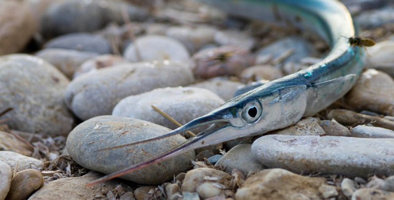 Hornhecht Hornfisch Bodden